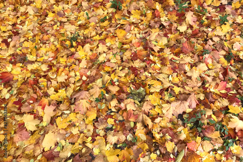 Bright natural autumn background in warm colors. Carpet of red and yellow maple leaves. Bright natural autumn background in warm colors. Carpet of red and yellow maple leaves.