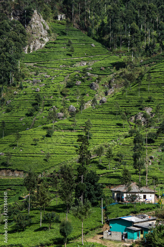 A view to a tea plantations on the way up to the Liptons Seat, Sri Lanka. photo