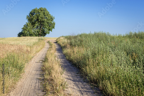 Road among fields in Walcz County in West Pomerania region of Poland