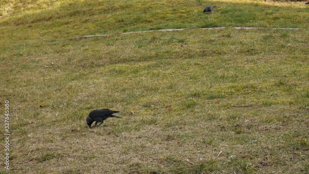 Jackdaw looking for food in the grass. Jackdaw looking for food in the grass.