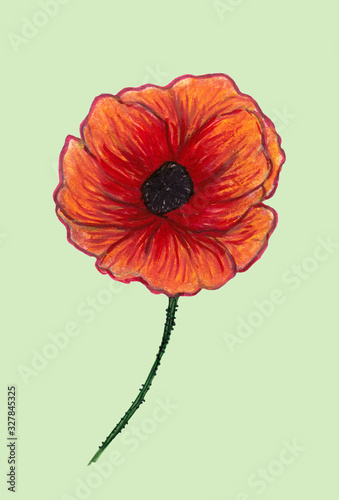 Bright red poppy isolated on light background. Beautiful flower. Pencil drawing. Hand drawn illustration.