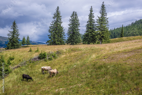 Cows on a meadow in Borsa ski resort town in Rodna Mountains in Maramures region of Romania