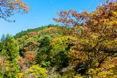 Fototapeta Naklejka Na Ścianę i Meble -  autumn in Kyoto Japan ,twigs green and yellow