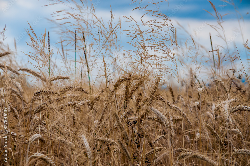 Fototapeta premium Spighe di grano dorate