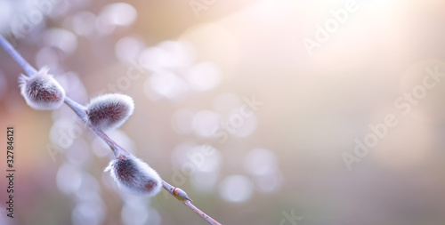 art Closeup springtime floral background; willow blooming tree in spring on sunny bokeh  background.
