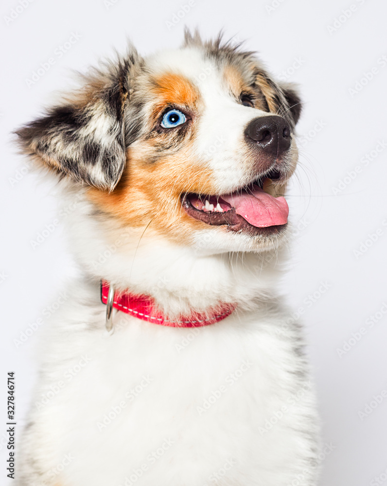 puppy face looks up, Australian Shepherd dog on a white background