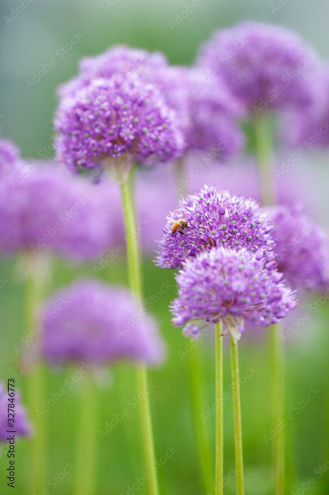 European honey bee pollinating Allium flowers European honey bee pollinating Allium flowers