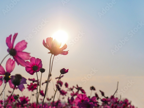 pink cosmos flower over sunrise sky background.