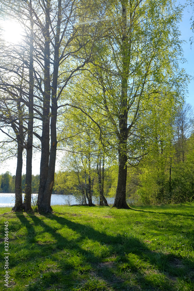 Spring landscape. Green grass lawn and birch trees on the lake shore lit by sunlight