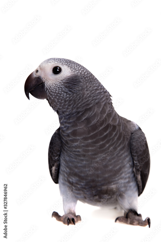 Naklejka premium Timneh African Grey Parrot isolated on white
