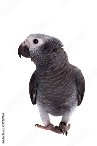 Timneh African Grey Parrot isolated on white