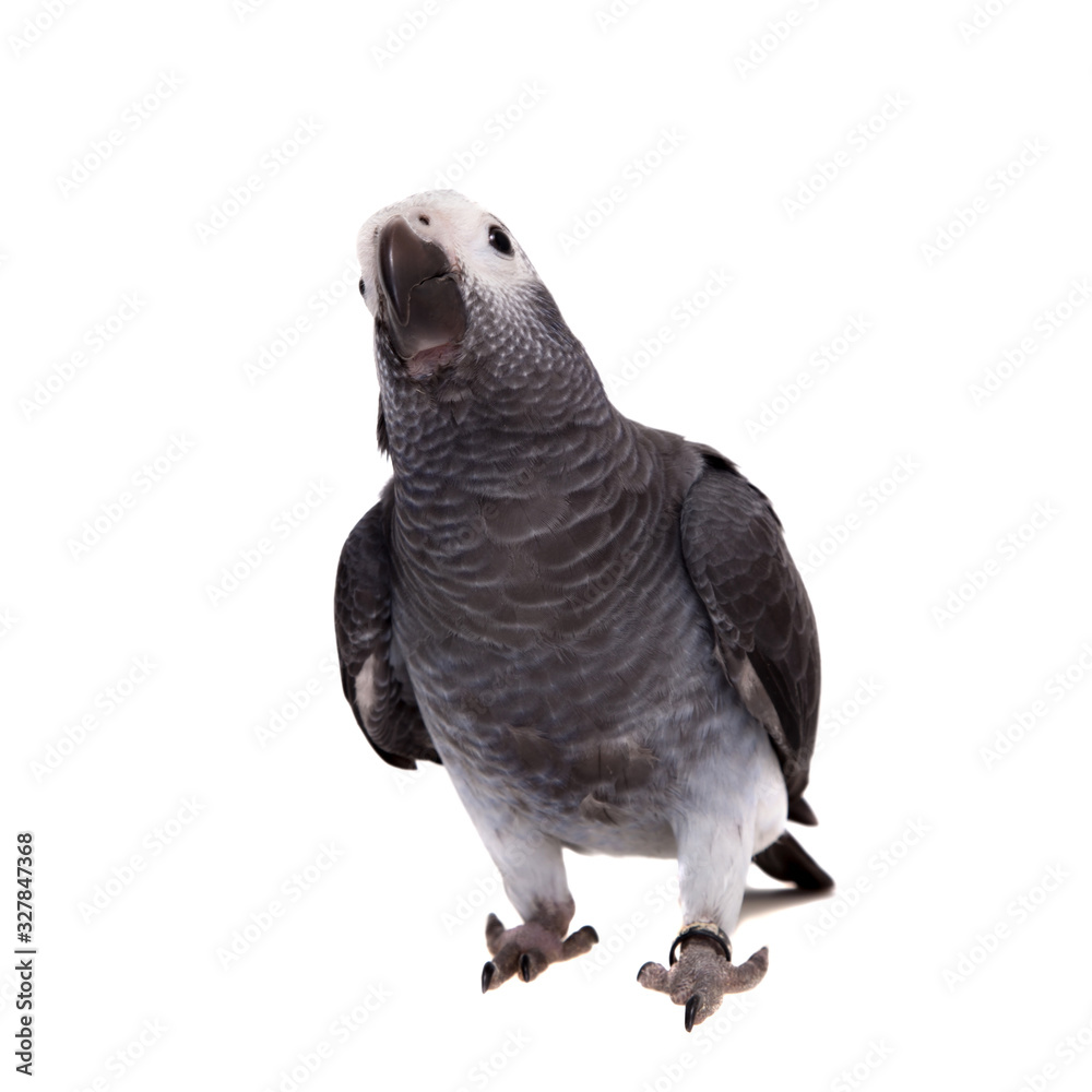 Naklejka premium Timneh African Grey Parrot isolated on white