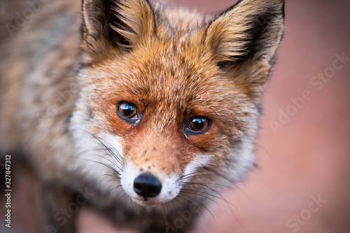 Cute red fox, vulpes vulpes, with sad eyes hunting in the forest. Wild fluffy animal maintaining eye contact with the photographer. Detail of innocent creature in the woods.