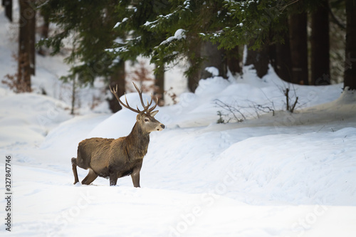 Adult male of red deer  cervus elaphus  wading through the snowy and deep forest. Dominant stag in enchanting nature. Wild animal looking for food in its natural habitat