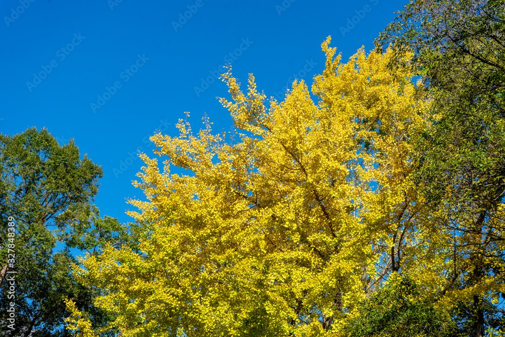 Yellow ginkgo leaf on the blue sky for background Yellow ginkgo leaf on the blue sky for background