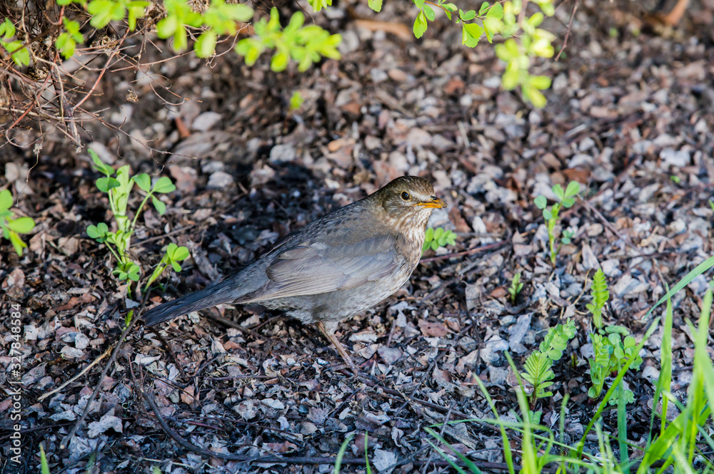Wild thrush Turdus pilaris. Thrush Fieldfare a gray bird on nature under a bush Wild thrush Turdus pilaris. Thrush Fieldfare a gray bird on nature under a bush