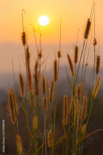 Flora grasses and sunset background. Golden light