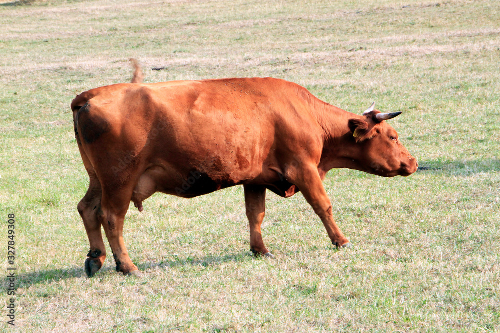 Cattle, Cow, Pasture, Lack of feed, Geisa, Thuringia, Germany, Europe Cattle, Cow, Pasture, Lack of feed, Geisa, Thuringia, Germany, Europe