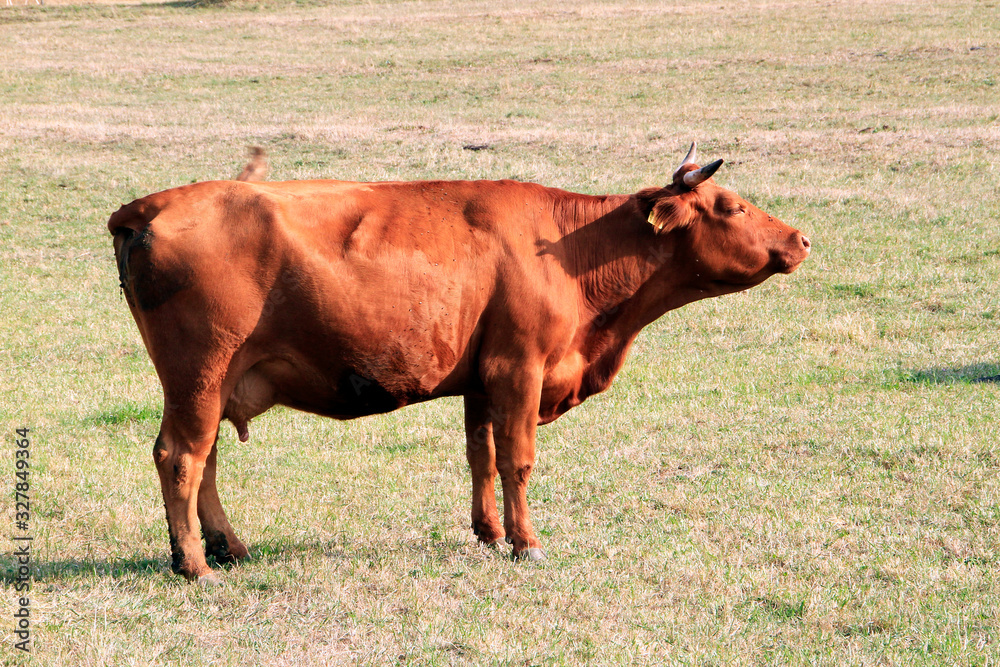 Cattle, Cow, Pasture, Lack of feed, Geisa, Thuringia, Germany, Europe Cattle, Cow, Pasture, Lack of feed, Geisa, Thuringia, Germany, Europe
