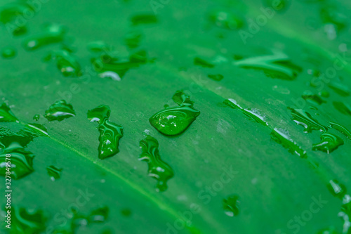 A close up shot of water droplets on the green leaves