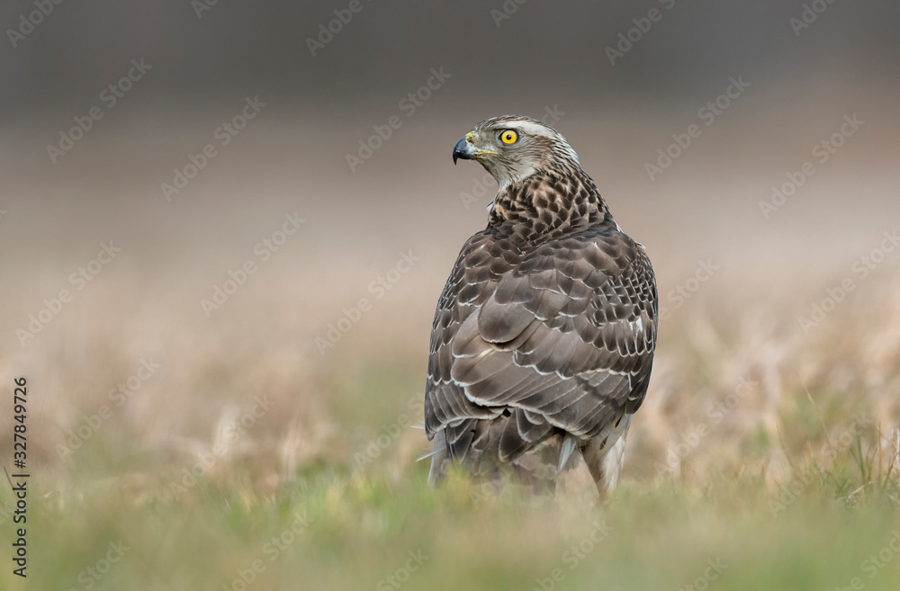 Northern goshawk (Accipiter gentilis) close up Northern goshawk (Accipiter gentilis) close up