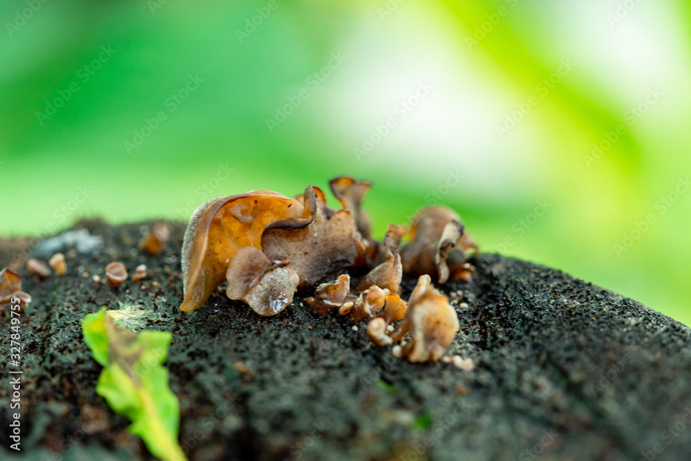Close-up of natural fungi on the old tree stump. Close-up of natural fungi on the old tree stump.