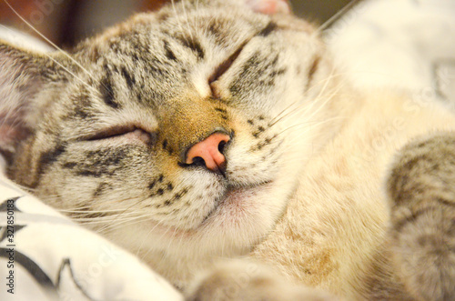 close up on tabby gray cat face sleeping