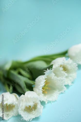 White flowers on the blue background. Spring greeting card. Tulips borderd banner. Minimal stile. Copy space for text. vertical orientation photo