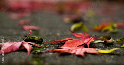 red flower in water