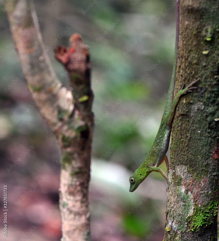 green lizard in a natural environment in a nature park green lizard in a natural environment in a nature park