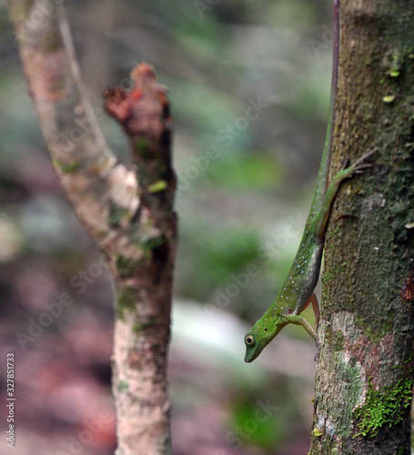 green lizard in a natural environment in a nature park