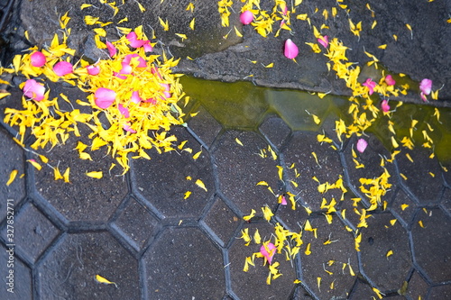 Our flower petals fall away one by one photo