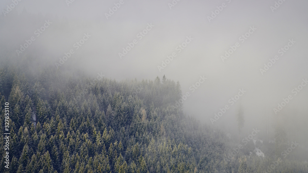 misty morning in the mountains with view to a spruce forest misty morning in the mountains with view to a spruce forest