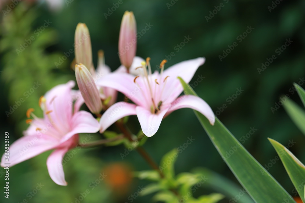 beautiful large fragrant pink lilies in the garden, use as a background