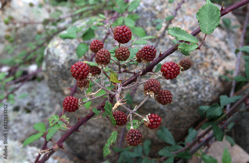 BlackBerry Bush in the mountains BlackBerry Bush in the mountains