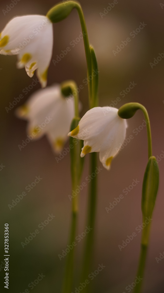 Märzenbecher Blümchen 
