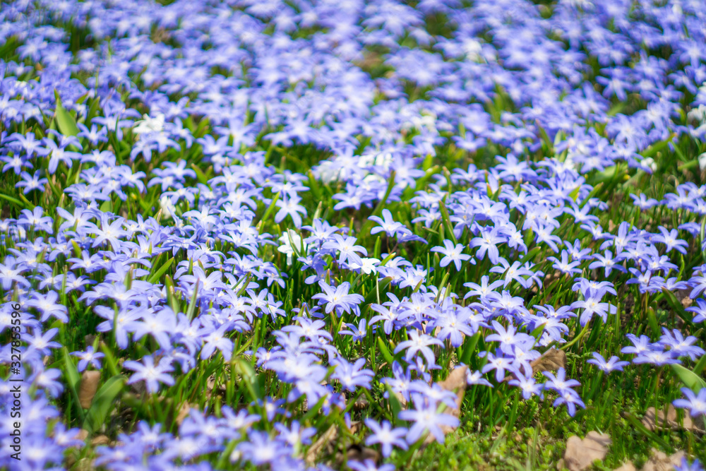 Blue little flowers bloom