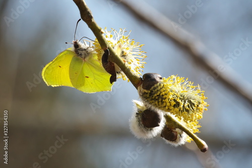 Colorful springtime close-up image of common brimstone (gonepteryx rhamni) on a twig of willow branch with yellow willow pollens photo