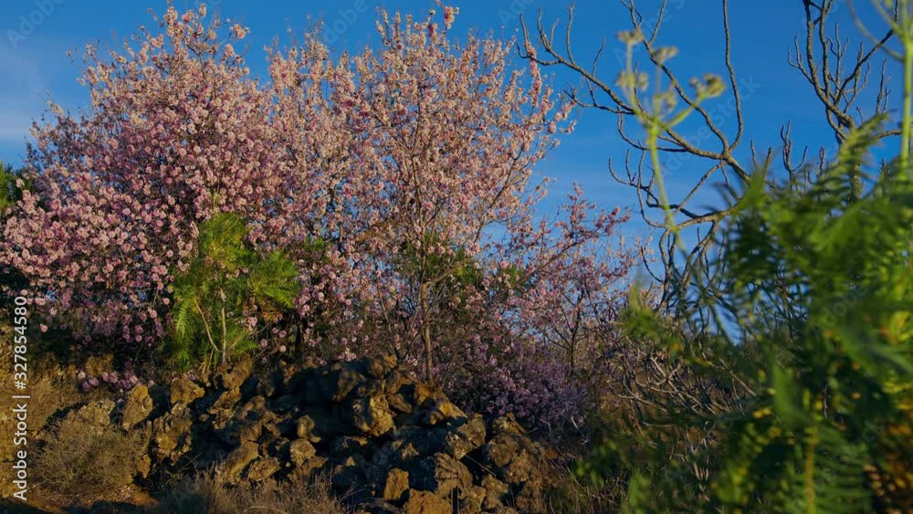 Branches of Blooming Almond tree with Pink Flowers in Spring. plants Spain flora Tenerife  Beautiful Orchard Dolly shot URSA 4.6K
