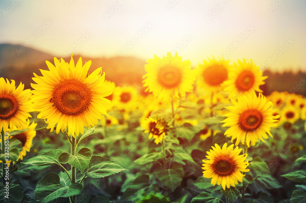 Sunflower field over sunset light