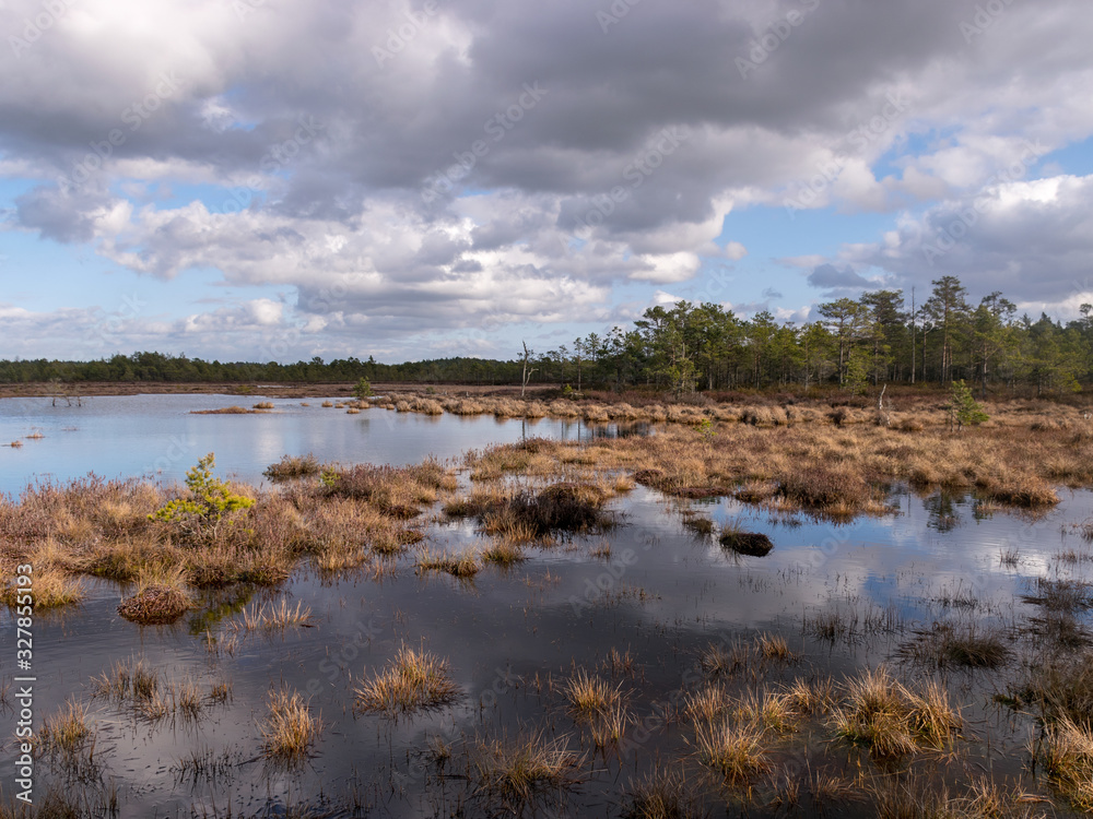 beautiful swamp landscape with white clouds in the sky