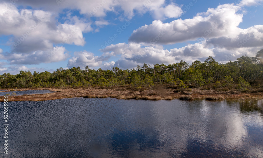 beautiful swamp landscape with white clouds in the sky beautiful swamp landscape with white clouds in the sky