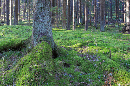 Tableau sur toile mossy forest on February winter day