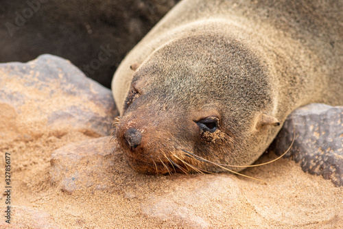 sea seal sleeping