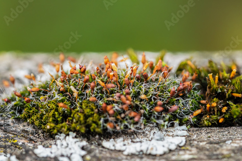 Macro shot of green moss (Hypnum cupressiforme) with capsules (sporangium) containing spores. It's a biological indicator for environmental pollution and a natural decoration for florists. Copy-space. photo