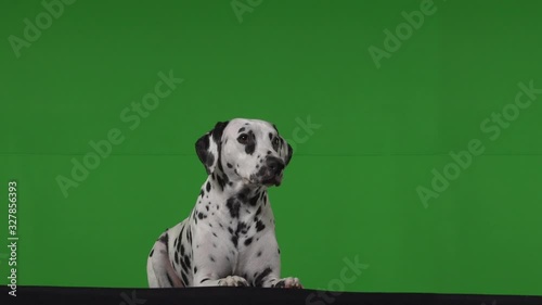 dalmatian dog green screen photo