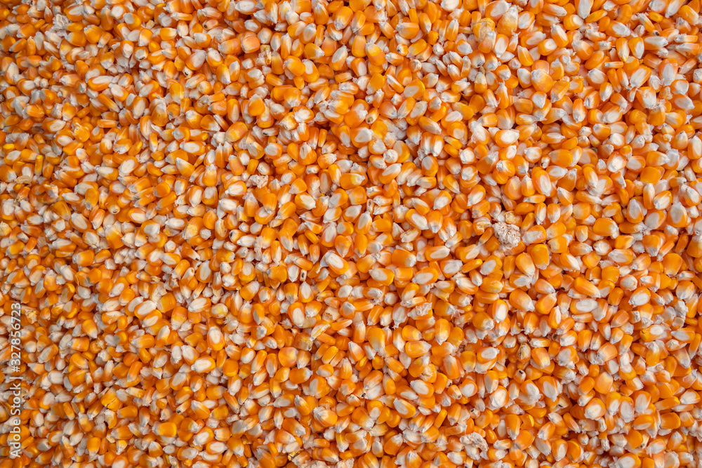 yellow dry corn grains background yellow dry corn grains background