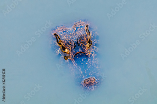 Yacar   caiman lurking in the waters of Pantanal wetlands in Brazil