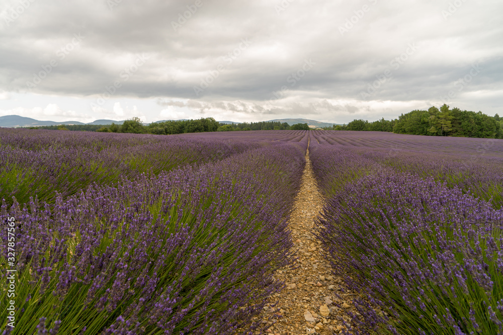 Lavender flowers blooming scented fields in endless rows. Landscape in Valensole plateau, Provence, France, Europe Lavender flowers blooming scented fields in endless rows. Landscape in Valensole plateau, Provence, France, Europe