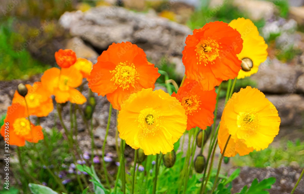 Obraz premium Poppy flowers background.